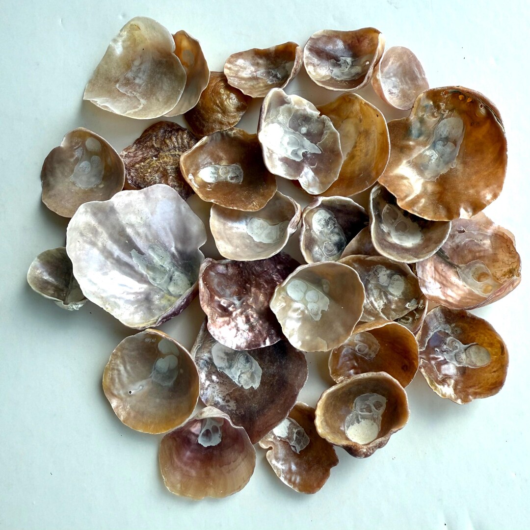 30 Premium Pink and Beige Jingle Shells Selection, Crafts Jewelry Art ...