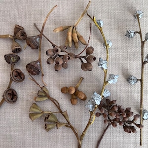 Baccelli di eucalipto essiccati per progetti artigianali, materiale per creazioni botaniche, decorazioni vegetali per creazioni artigianali, lezioni di botanica, 70 grammi