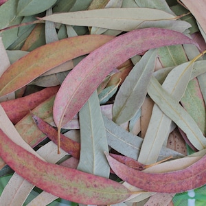 Foglie di eucalipto selezionate per artigianato, decorazioni primaverili, decorazioni nuziali di eucalipto, foglie per arte floreale, eucalipto essiccato, profumi festivi, 35 foglie