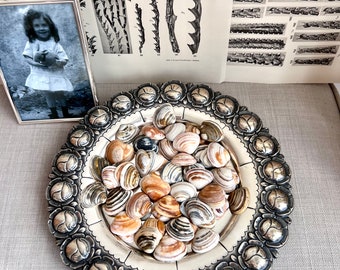 80 Conchiglie Marine Miste Naturali: Colorate Per Decorazioni Fai Da Te, Matrimoni E Festa