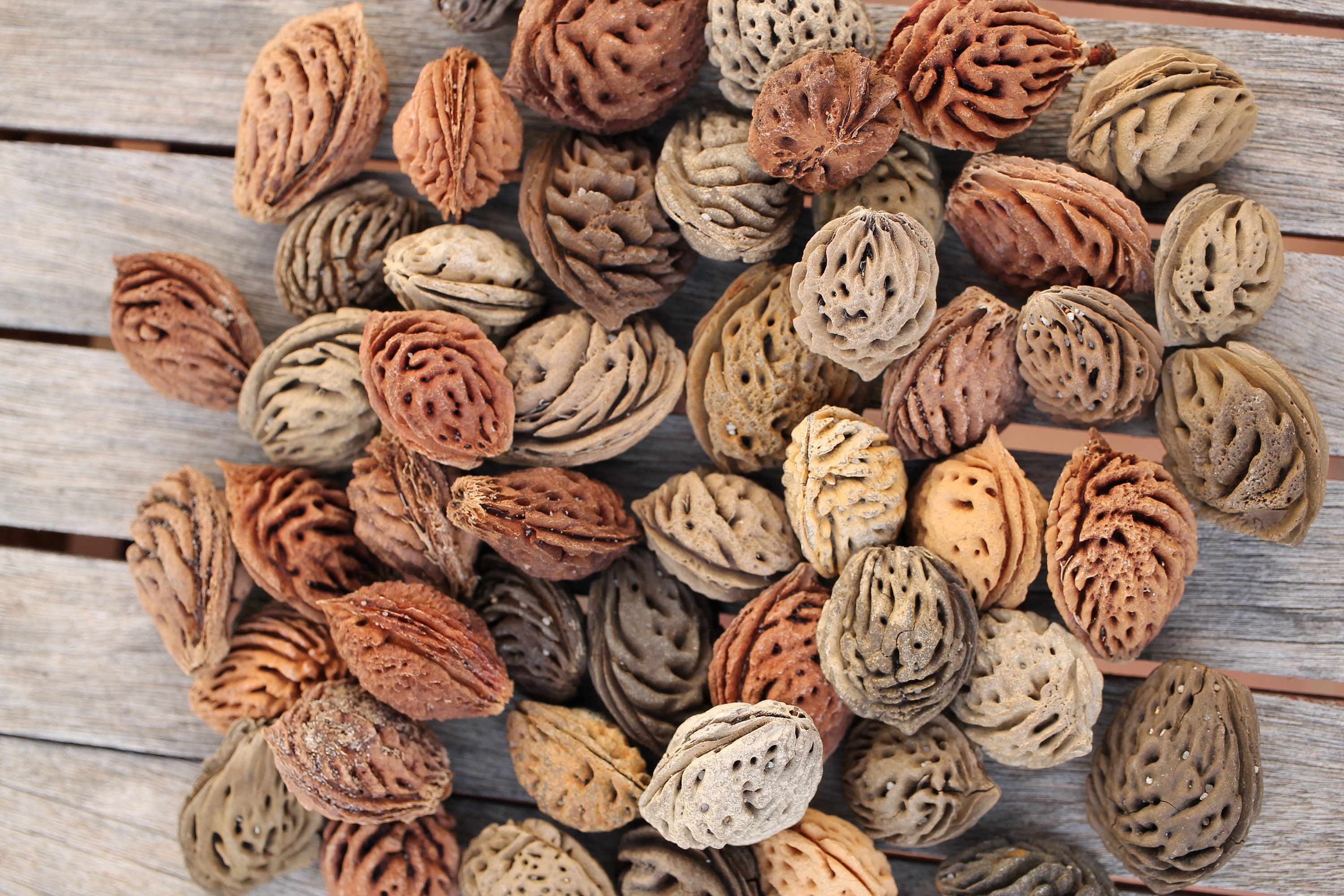 Peach Pit Fruit ubicaciondepersonas.cdmx.gob.mx