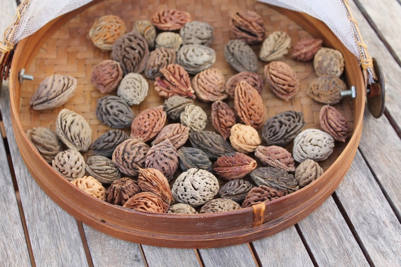 Perzik pit drijfhout kernels Oceaan getrommelde perzik pits Etsy