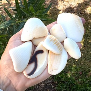 9 Smooth Shell Pieces for Art Projects, Beautiful Shell Fragments for ...
