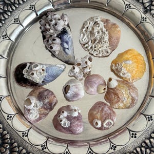 Puede incluir: Una colección de conchas marinas y percebes de varios tamaños y formas, en tonos blancos, morados y amarillos, dispuestas sobre un plato decorativo plateado. Las conchas muestran texturas y patrones naturales.