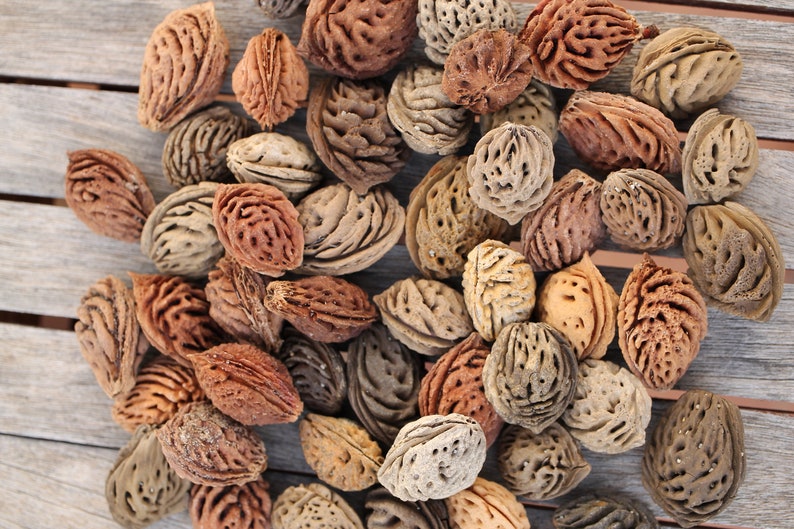 Perzik pit drijfhout kernels Oceaan getrommelde perzik pits Etsy