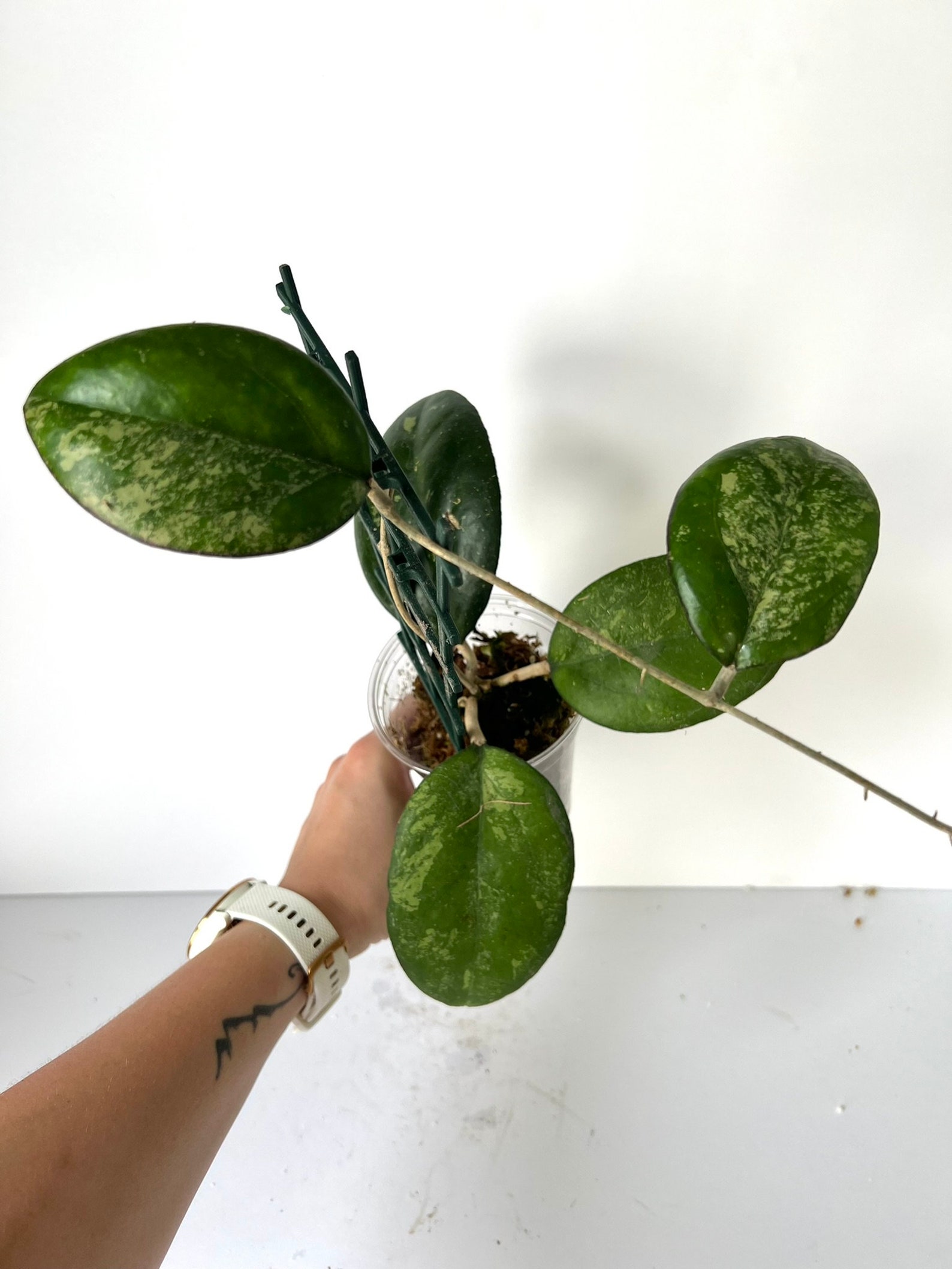 Hoya Joy Splash Fully Rooted Plant in Moss Rare Hoya Large - Etsy
