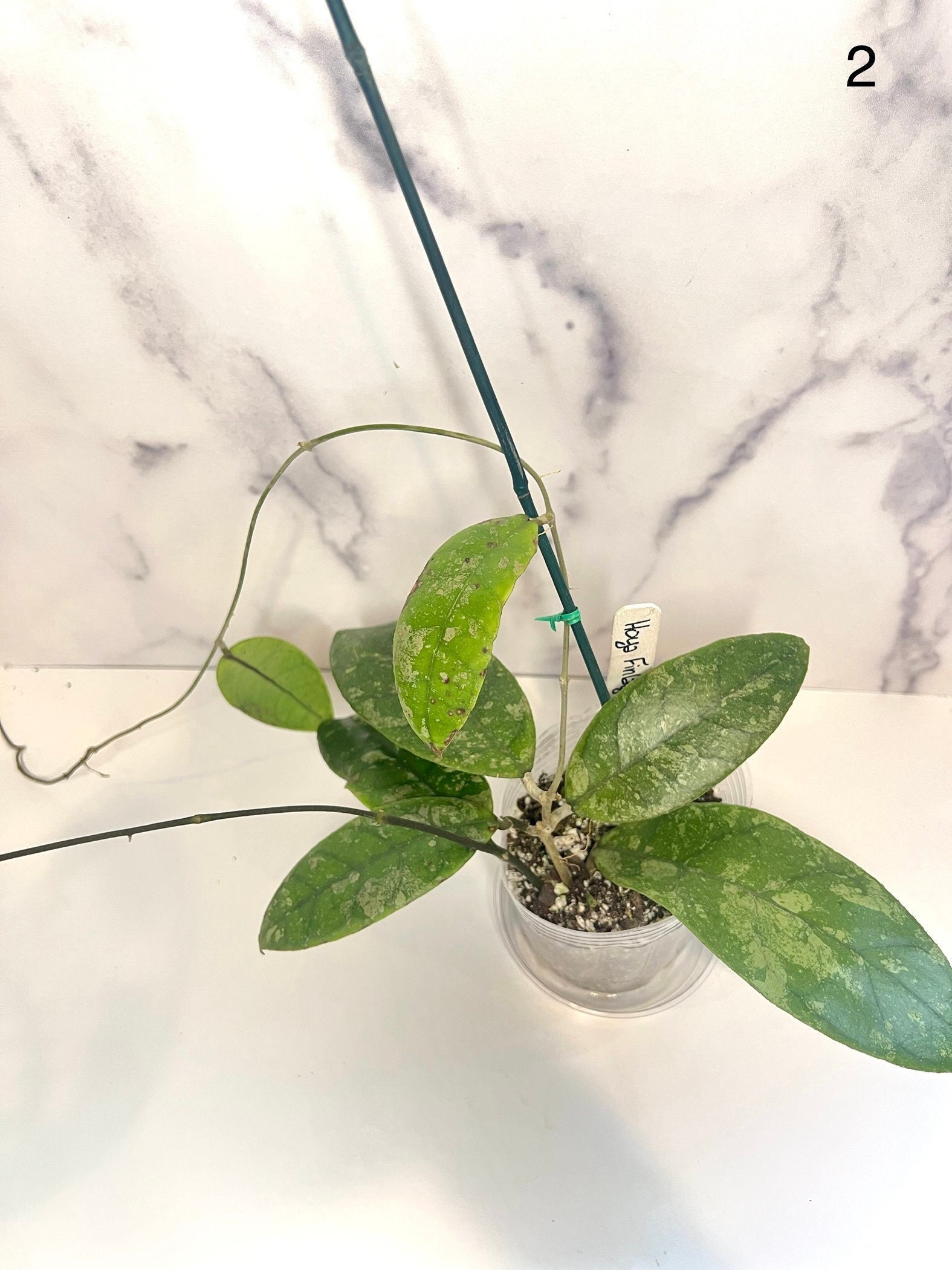 Large Hoya House Plants Etsy