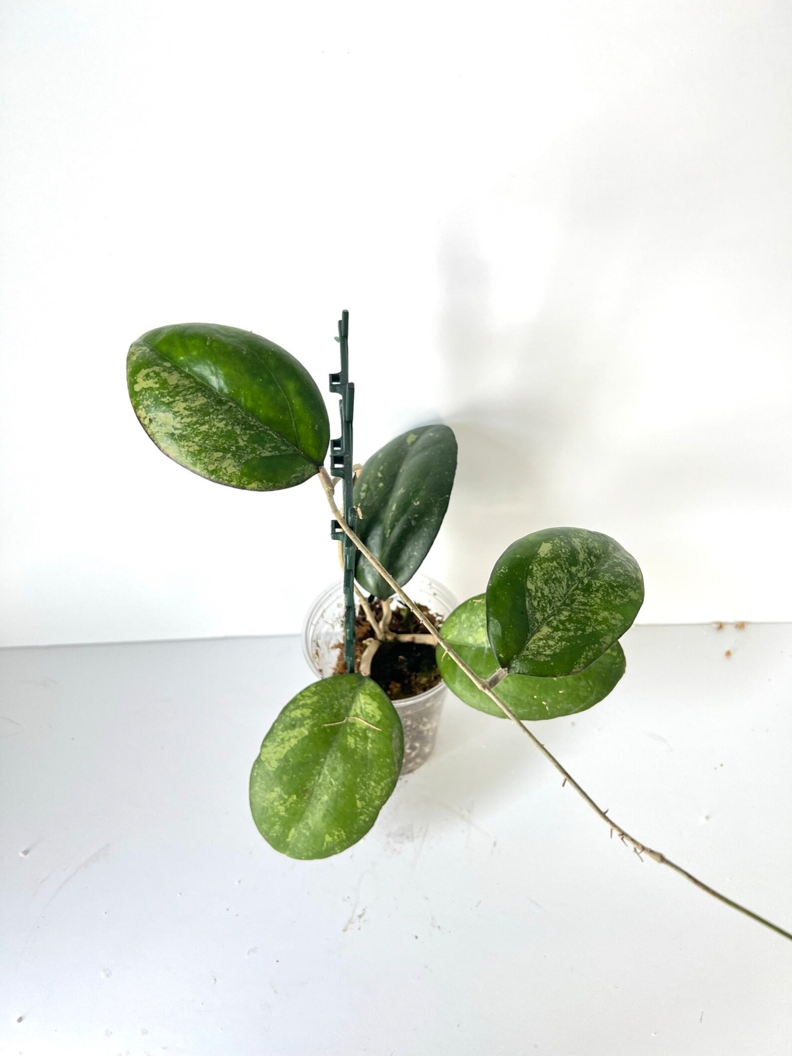 Hoya Joy Splash Fully Rooted Plant in Moss Rare Hoya Large - Etsy