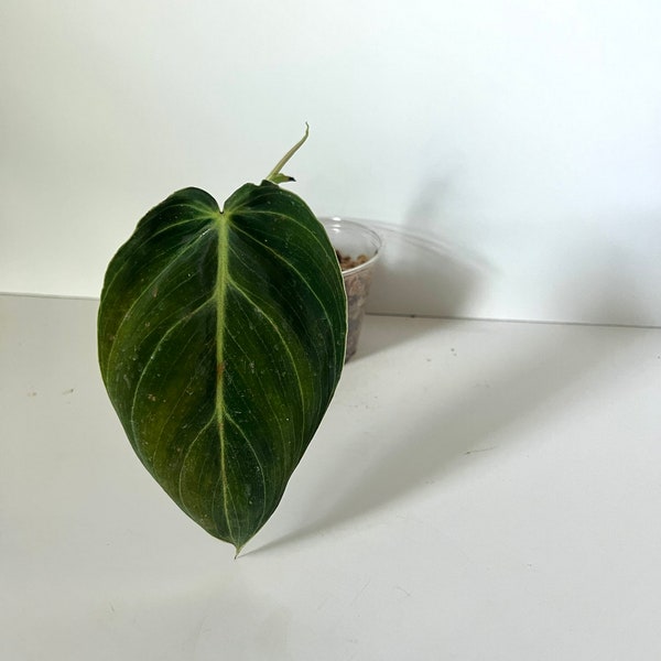 Philodendron Melanochrysum 'Melano' lightly rooted cuttings in moss, Large Leaf Philodendron, Rare House Plant, US Seller, Velvet Leaves