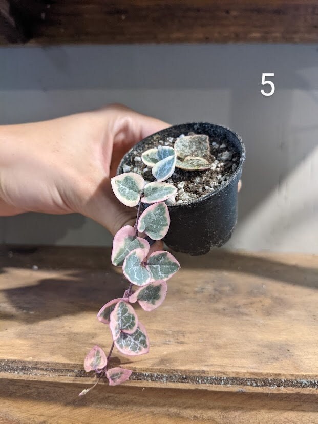 Variegated String of Hearts 2.5"