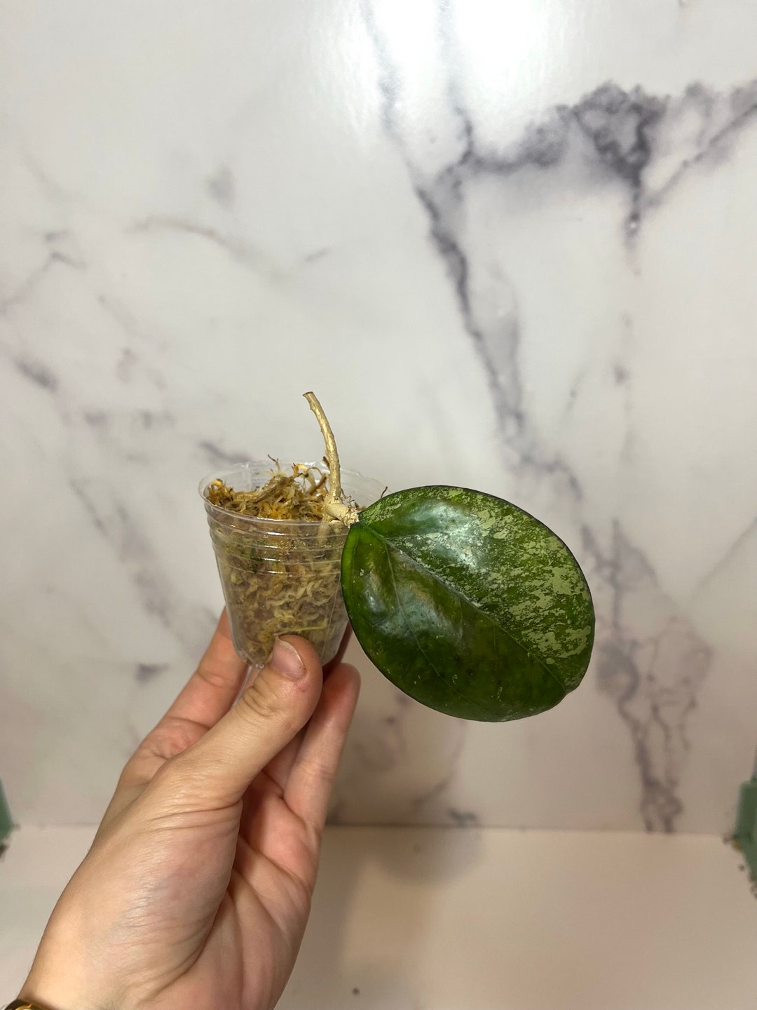 Hoya Joy Splash Lightly Rooted Plant in Moss Rare Hoya Large - Etsy