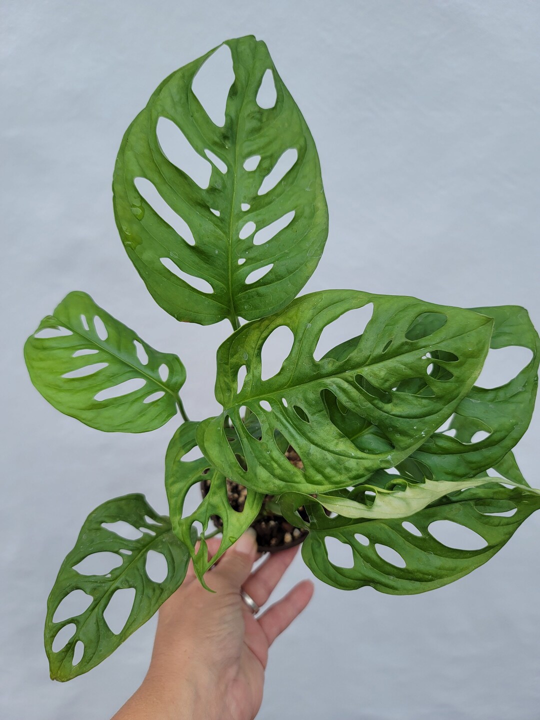 Monstera Adansonii Wide Form Swiss Cheese 12 - Etsy