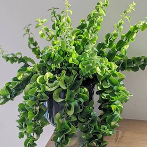 Aeschynanthus Twister 3 X Cuttings Hanging Lipstick Plant Network Flowers