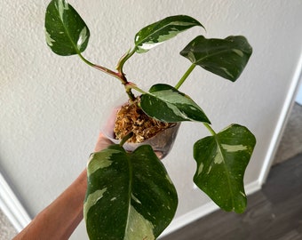 Philodendron White Princess