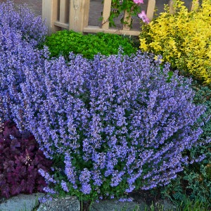 Purrsian Blue Catmint - #1 Container