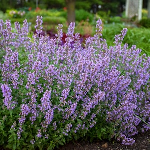 May include: A close-up of a large patch of purple catnip flowers in bloom. The flowers are densely packed together, creating a vibrant purple hue.
