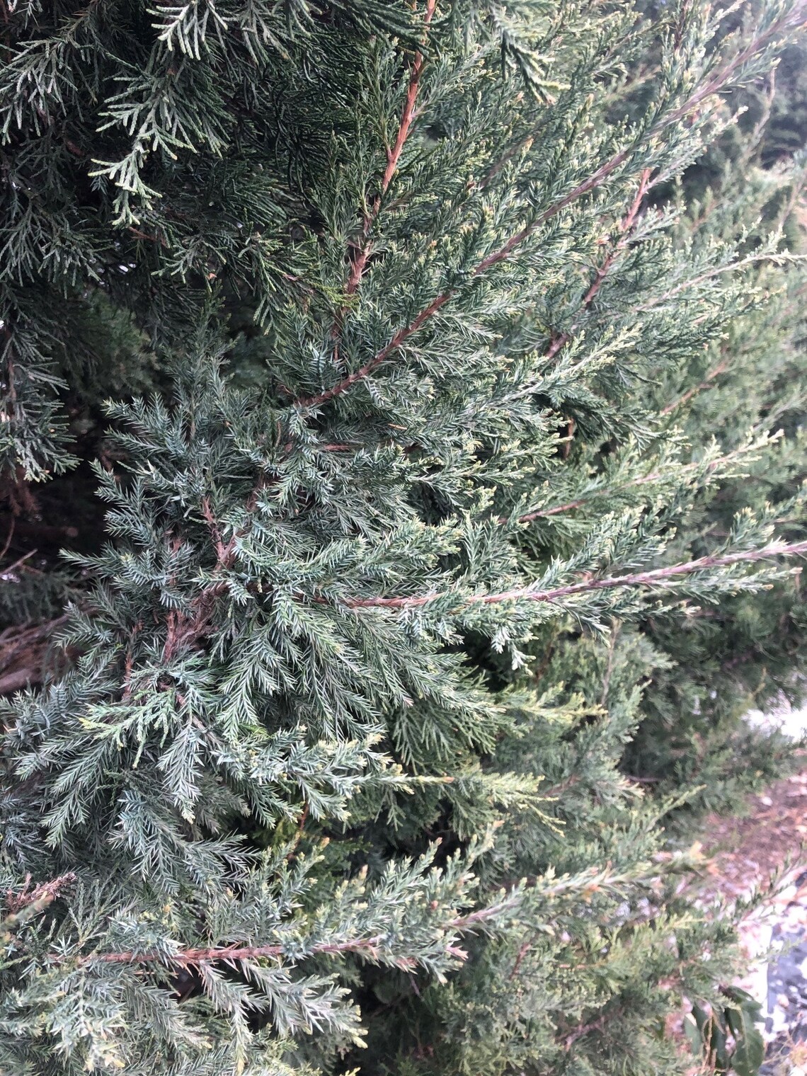 Eastern Red Cedar Branches Great for Holiday Decorating Etsy