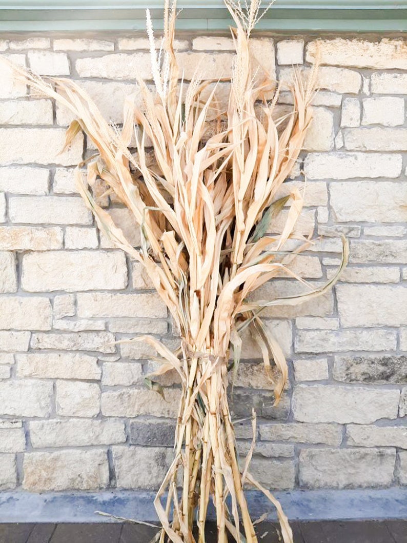 Dried Corn Stalk Bundle Great for Fall Decorating Etsy