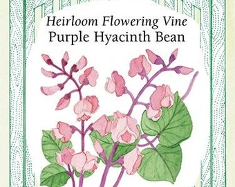 Purple Hyacinth Bean Vine - Seed Packet