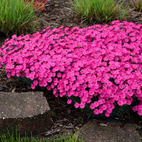 Paint the Town Magenta Dianthus - One Gallon Container - Proven Winners Perennial of the Year!