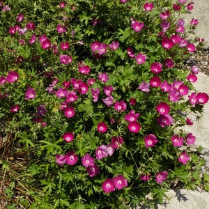 Purple Poppy Mallow - 1 Gallon Container