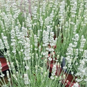 May include: A close-up of a cluster of white lavender flowers with green stems and leaves. The flowers are in full bloom, with a dense, textured appearance. The image is well-lit, highlighting the details of the plant.