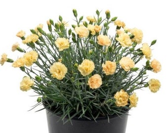 May include: A potted plant with numerous pale yellow carnation flowers. The flowers are in full bloom, with multiple petals and a ruffled appearance. The plant has thin, green stems and leaves, and is contained in a black pot.