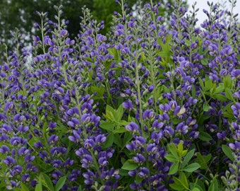 Blueberry Sundae False Indigo - 2 Gallon Container