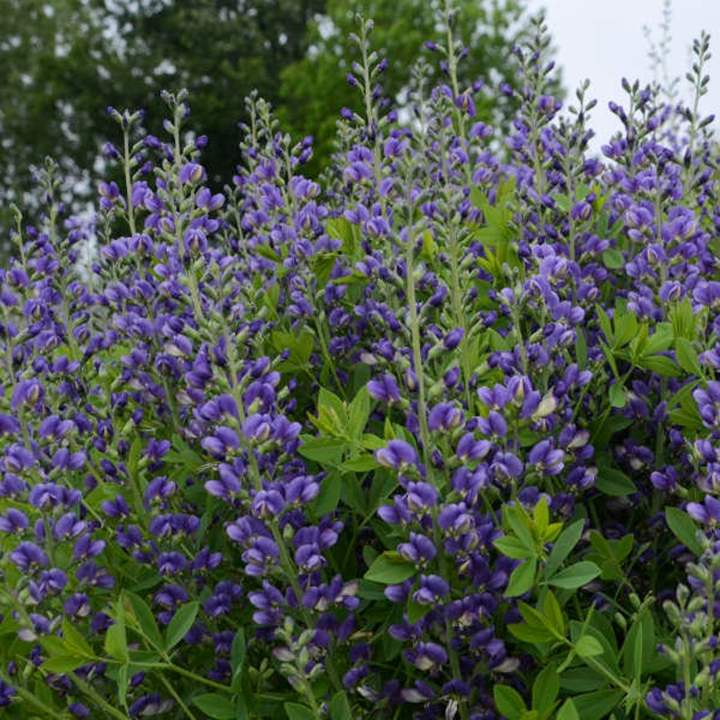 Indigo Clusters Blueberry Sundae False Indigo - 2 Gallon Container - Proven Winners ...