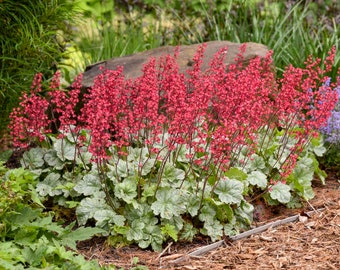 Spearmint Coral Bells - One Gallon Container