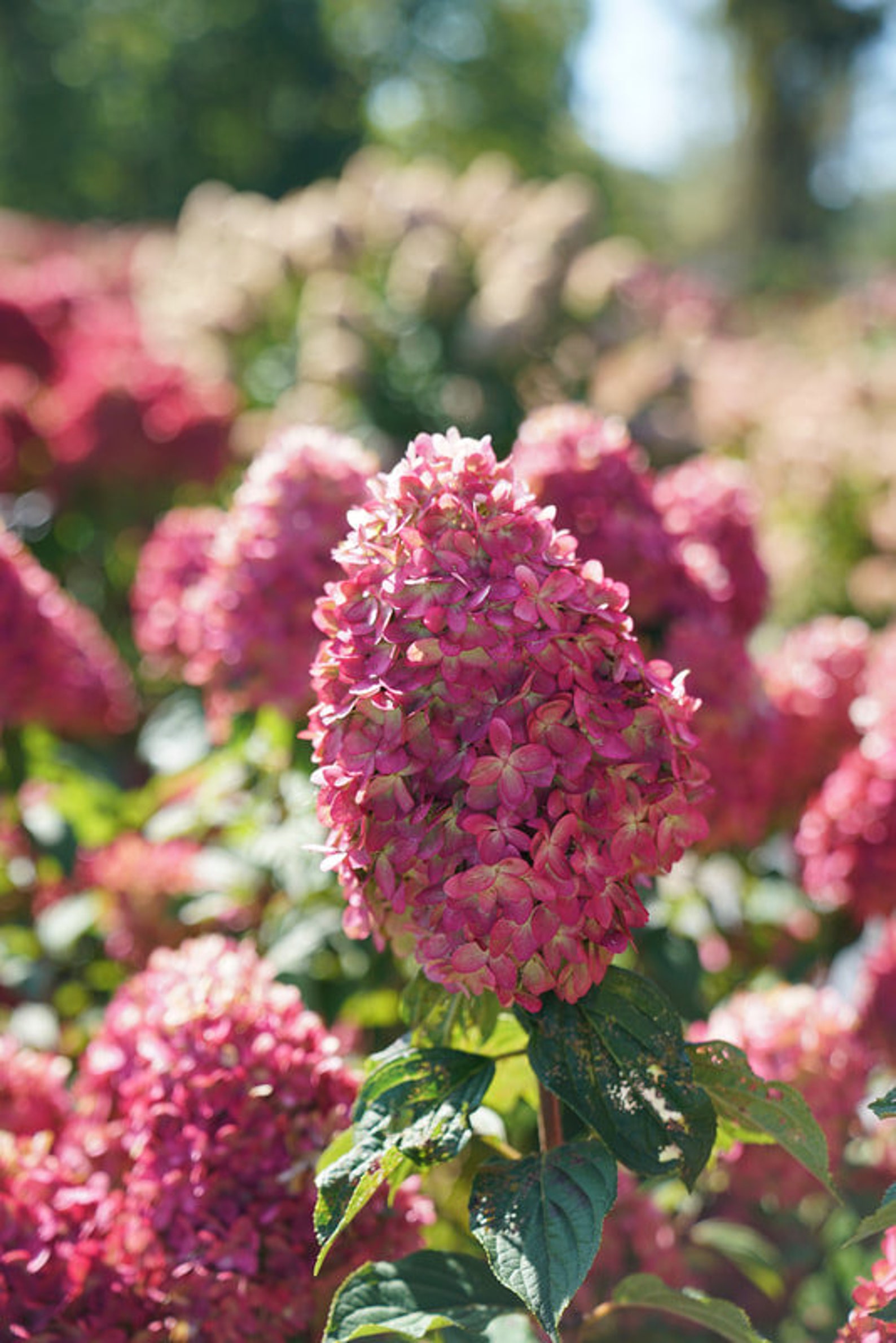 Limelight Prime Hydrangea 1 Gallon Container Dormant Plant Etsy