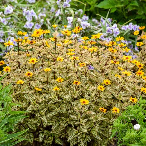 Touch of Blush False Sunflower - 1 Gallon Container