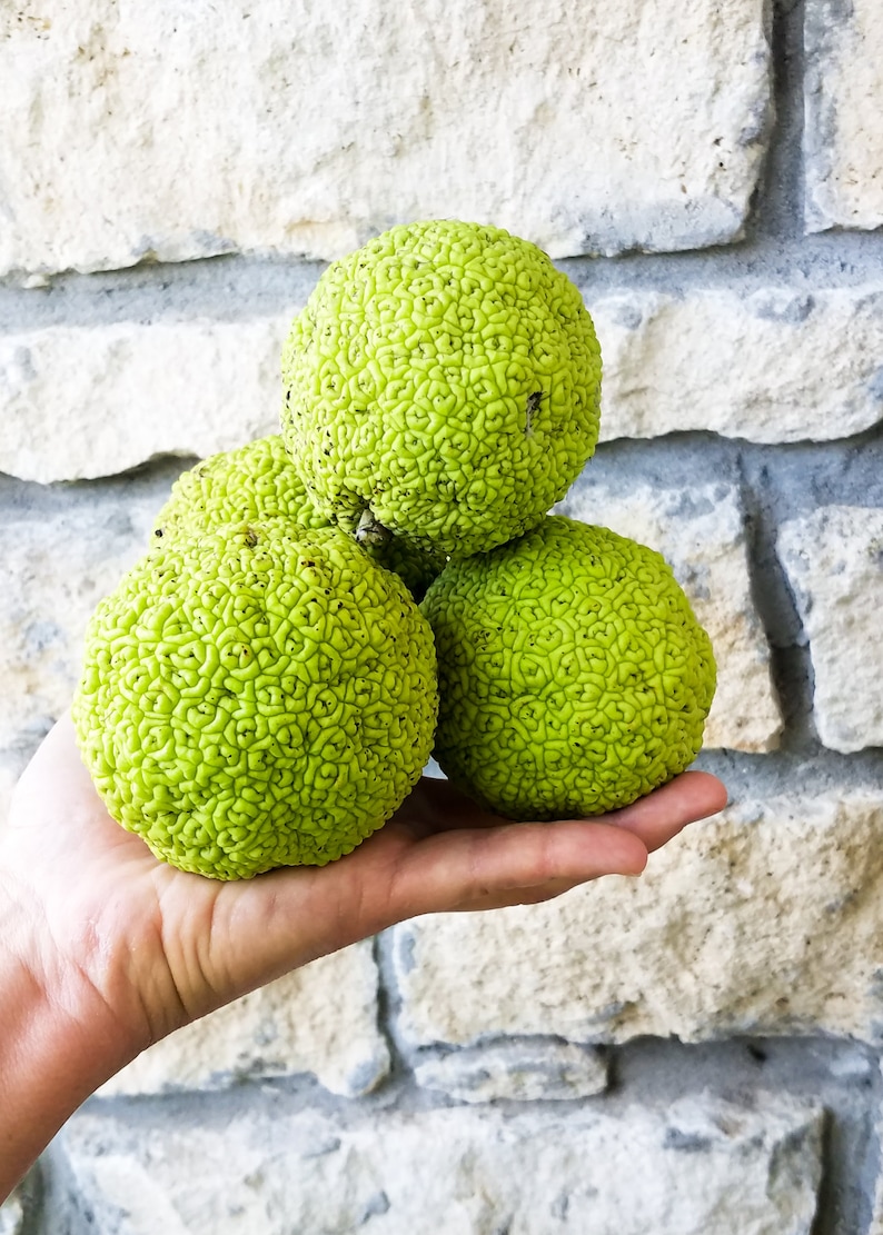 hedge balls hedge balls