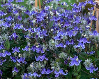 Stand by Me Clematis - 1 Gallon Container