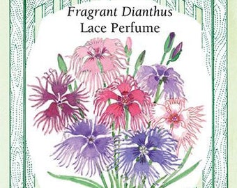 Lace Perfume Fragrant Dianthus - Seed Packet