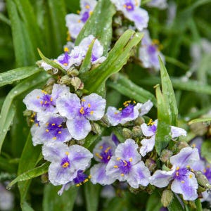 May include: Close-up of a cluster of spiderwort flowers. The flowers have three petals, with a light purple hue and darker purple centers. Yellow stamens are visible. The green leaves are long and slender, with water droplets.