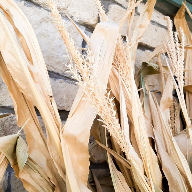 Dried Corn Stalk Bundle Great for Fall Decorating - Etsy