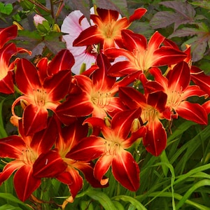 May include: A cluster of vibrant red and orange lilies with yellow centers, blooming in a lush green garden.
