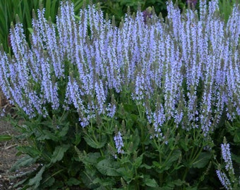 Crystal Blue Salvia - 1 Gallon Container