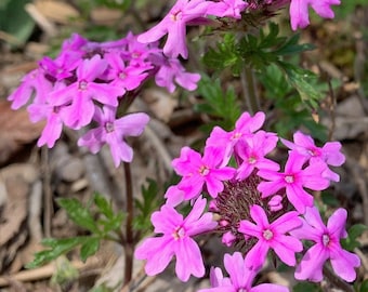 Rose Verbena - Native Perennial - 1 Gallon Container - Dormant Plant