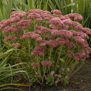 Autumn Fire Sedum - 1 Gallon Container