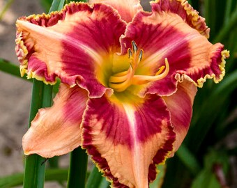 Lake of Fire Daylily - 1 Gallon Container