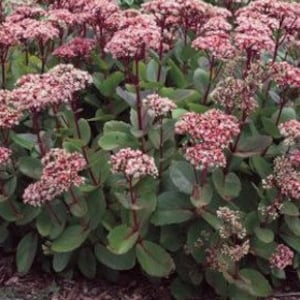 Matrona Sedum - #1 Container