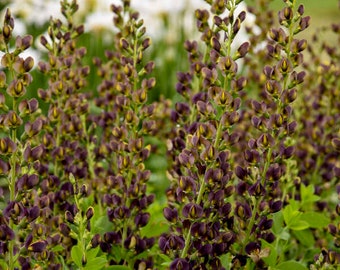 Dark Chocolate False Indigo - 2 Gallon Container