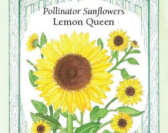 Lemon Queen Pollinator Sunflower - Seed Packet