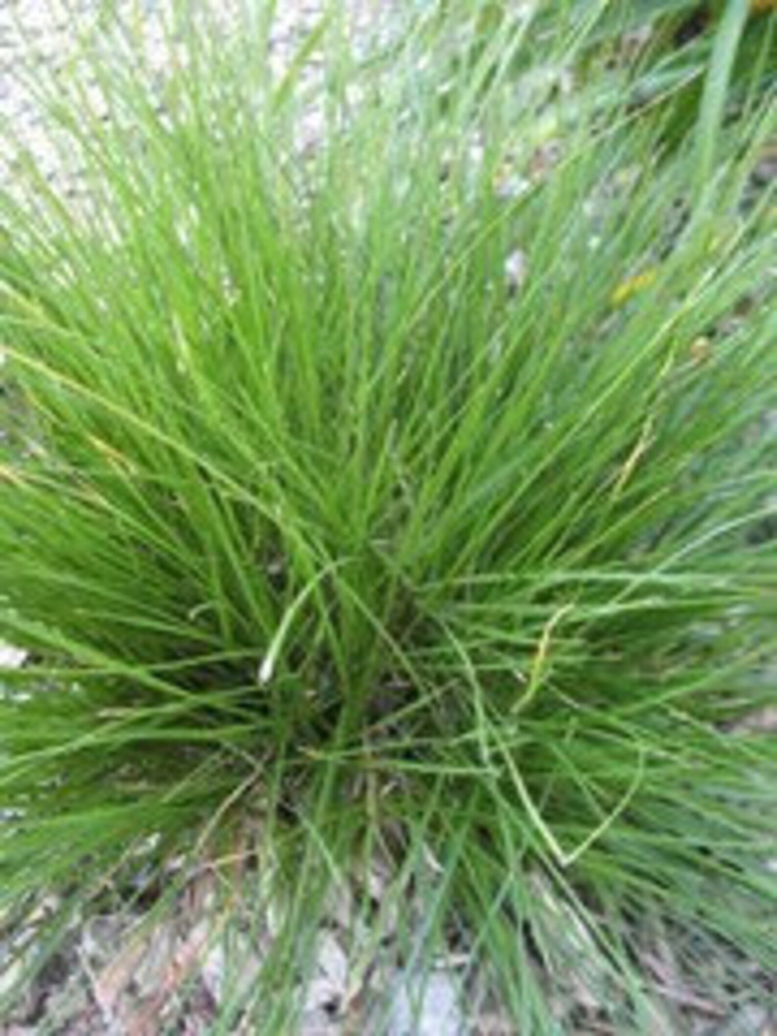 Tara Prairie Dropseed Gallon Container Etsy