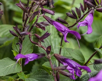 Rockin Deep Purple Salvia - Proven Winners Annual