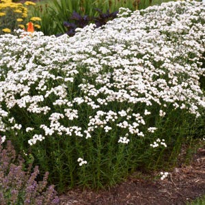 May include: A close-up of a white flowering plant with small, delicate blooms. The plant has a bushy, spreading habit and is in full bloom.