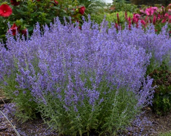 Denim n' Lace Russian Sage - One Gallon Container