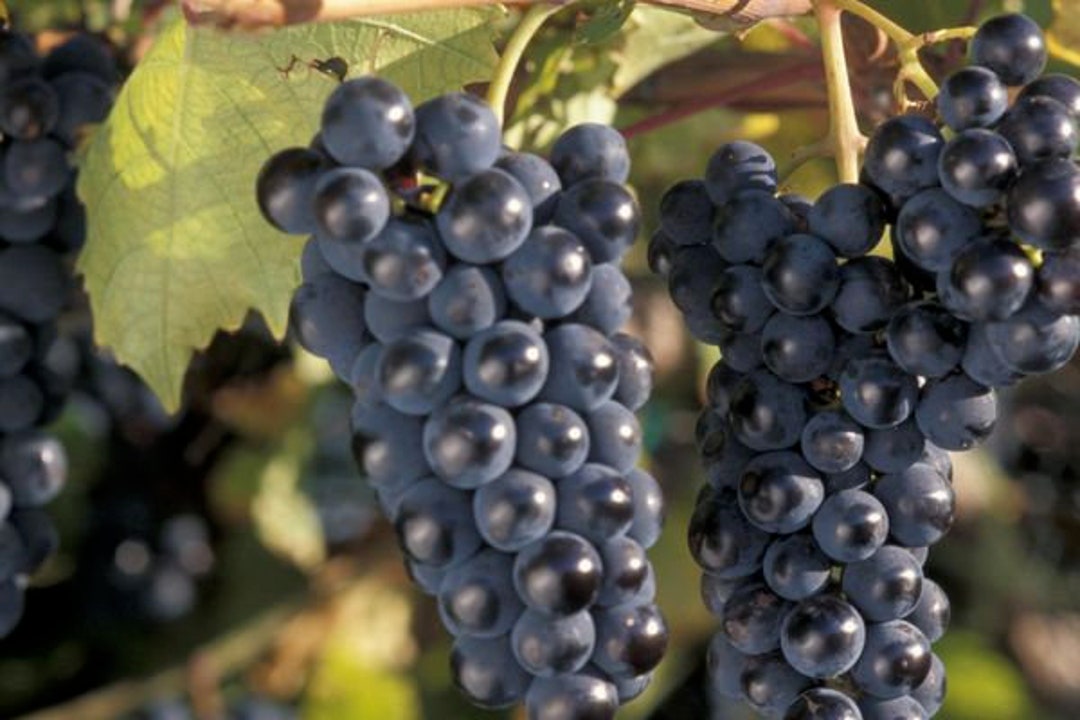 Marquette Grape 2 Gallon Container Etsy